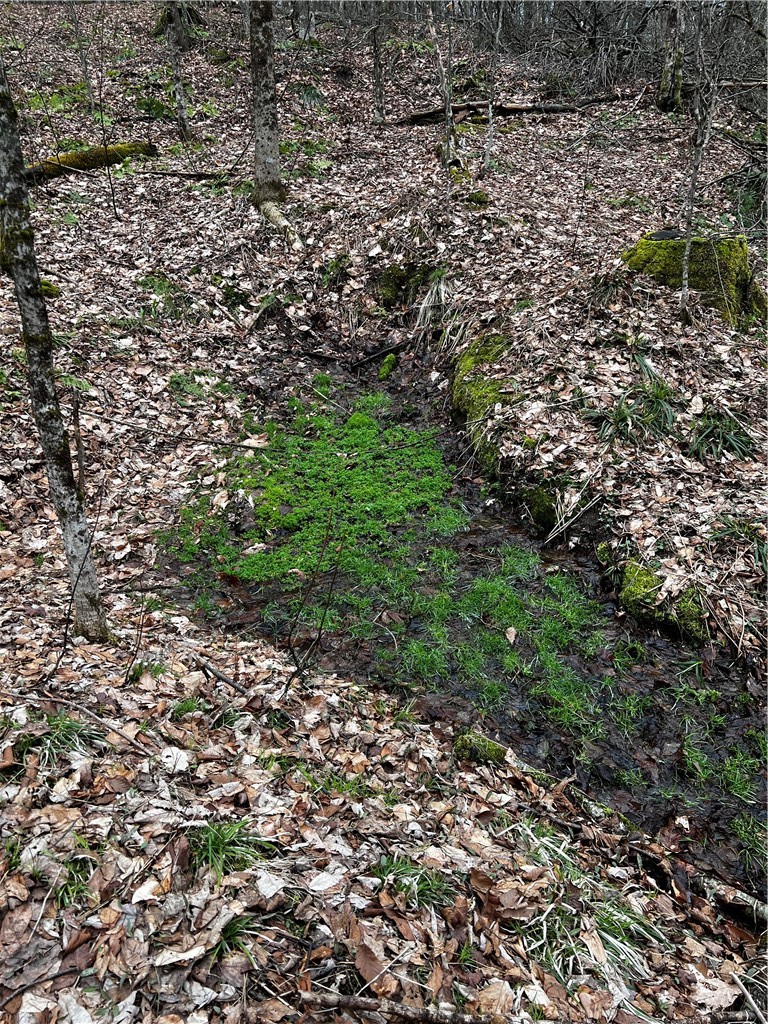 0 Moulton Road Cuba, NY 14727 - Photo 8 of 8