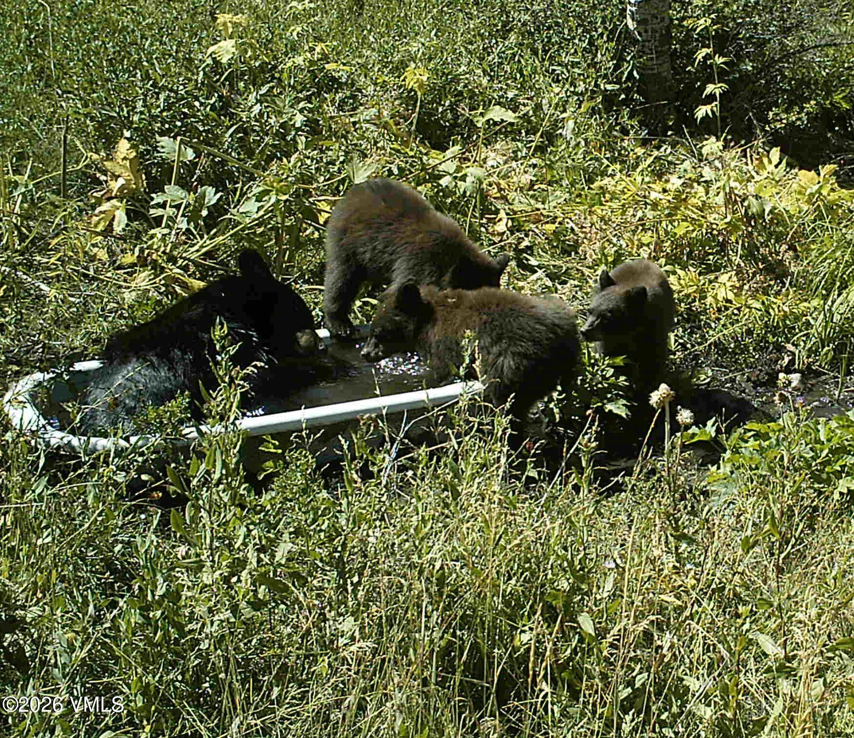 6010 Salt Creek Road Eagle, CO 81631 - Photo 62 of 69 Bears at Tucker Spring