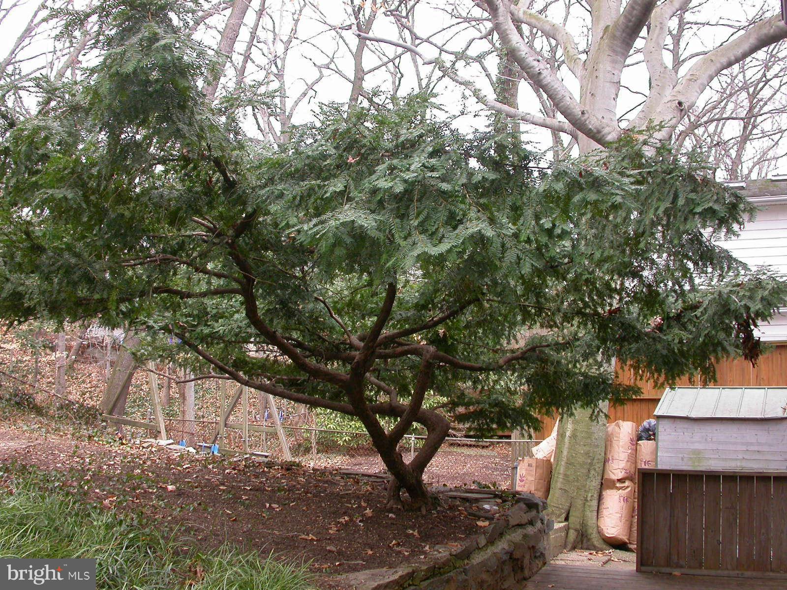 10 Parkside Road Silver Spring, MD 20910 - Photo 25 of 28 Yew Tree