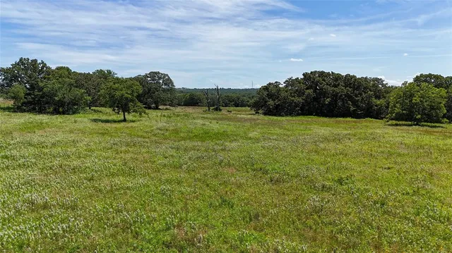 a view of field with tall trees