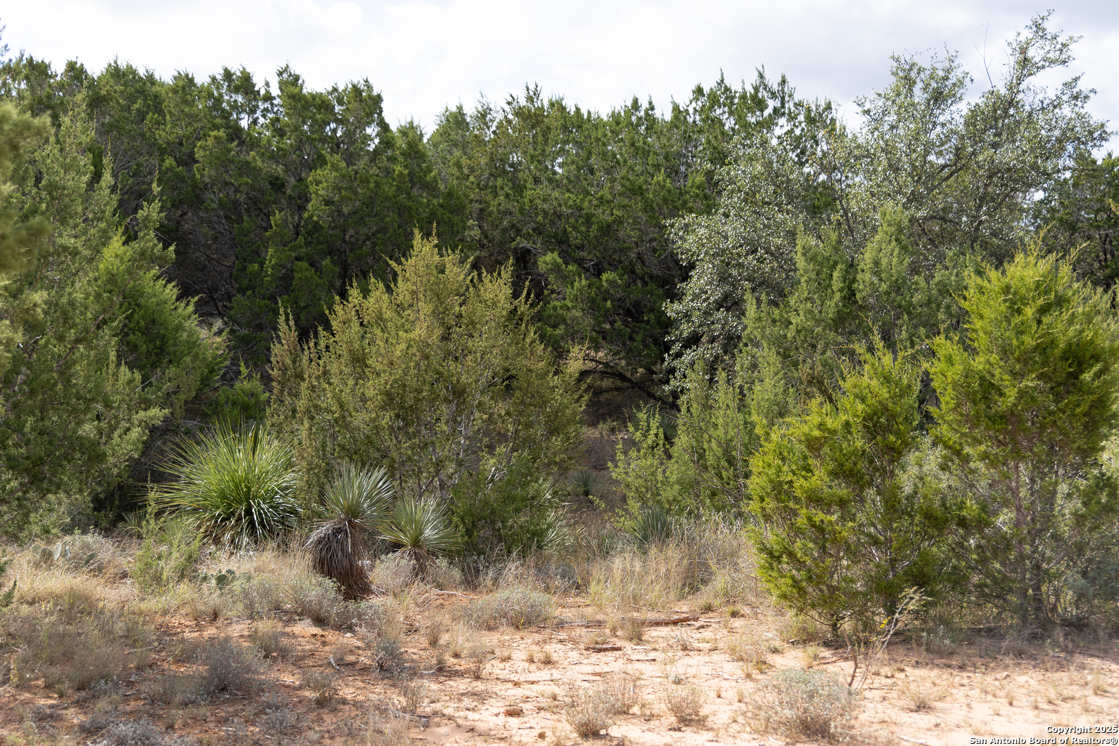 1318 Kc 3151 Junction, TX 76849 - Photo 23 of 25 a view of a forest filled with trees