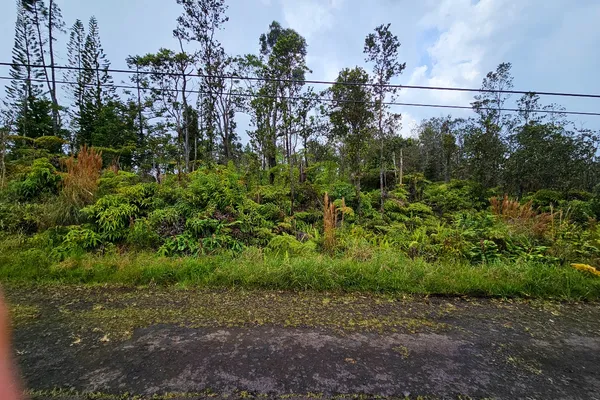 a view of a yard with plants and a bench