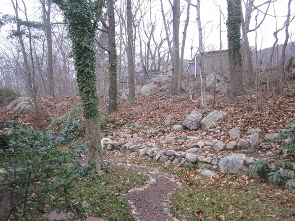 a view of a forest filled with trees