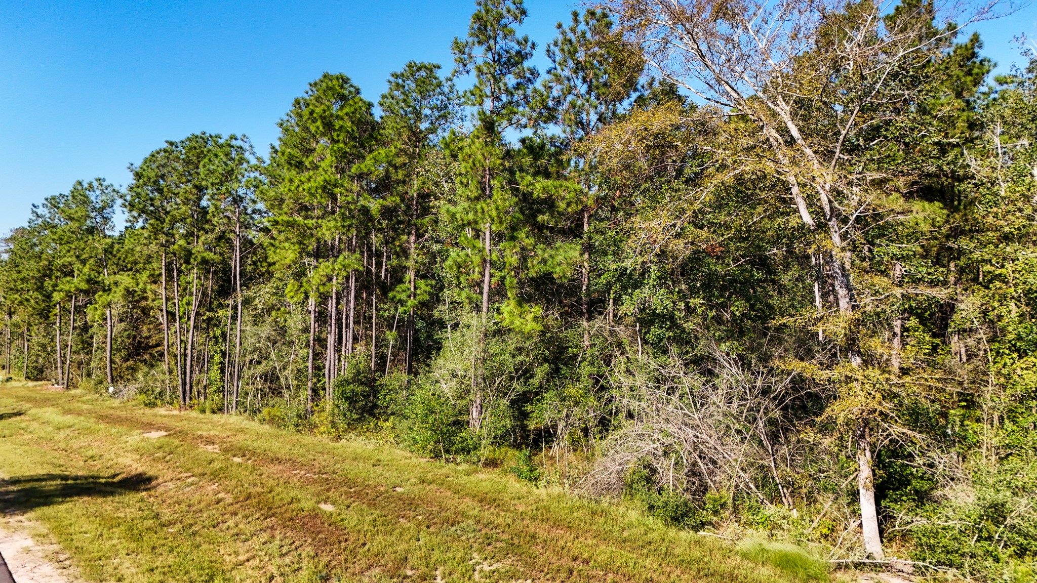 15821 Ridge Rock Road Willis, TX 77378 - Photo 15 of 21 Discover the endless possibilities for your ideal homesite amidst the towering trees.