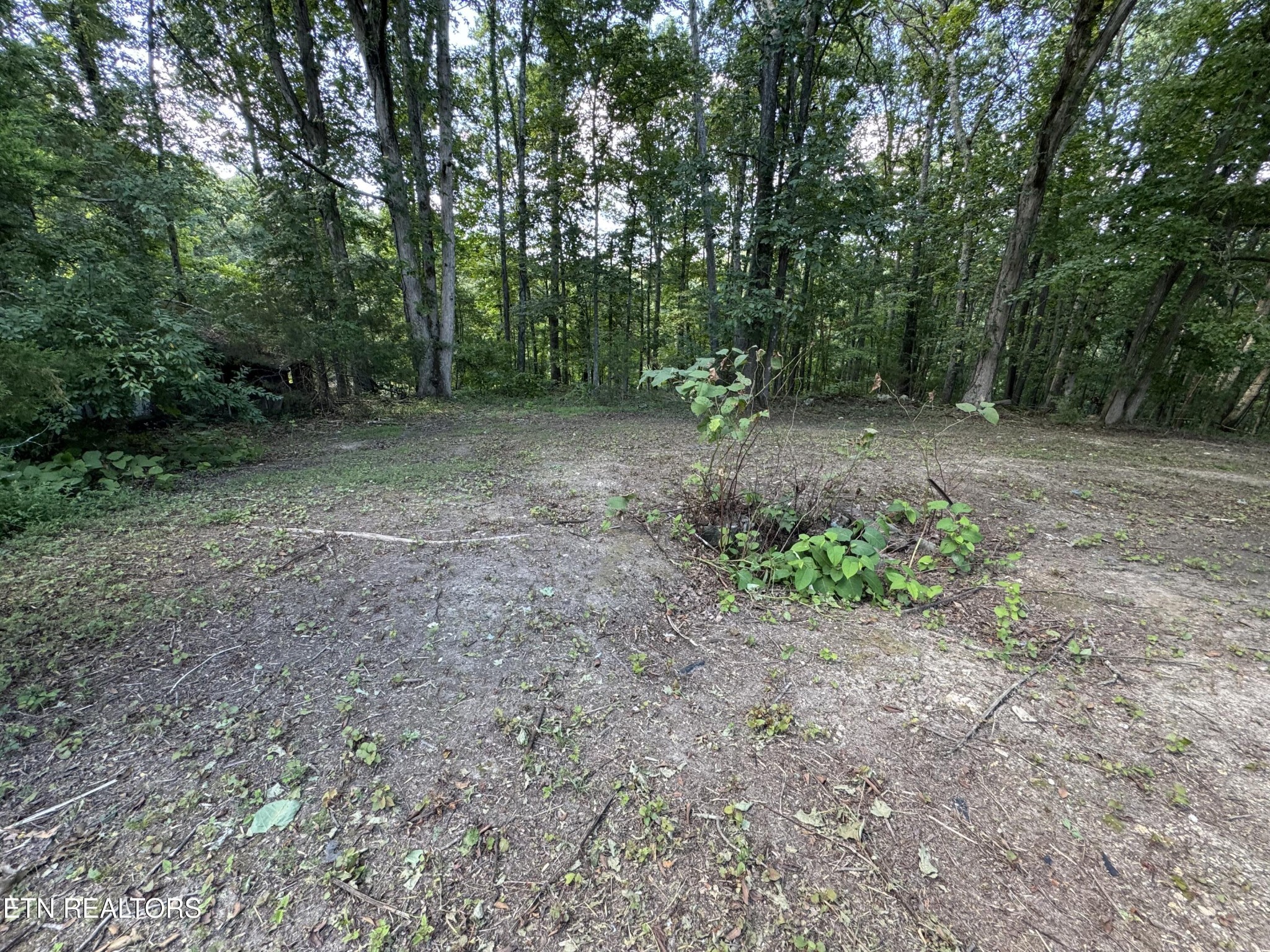 1703 River Road Decatur, TN 37322 - Photo 14 of 15 a view of a forest with trees in the background