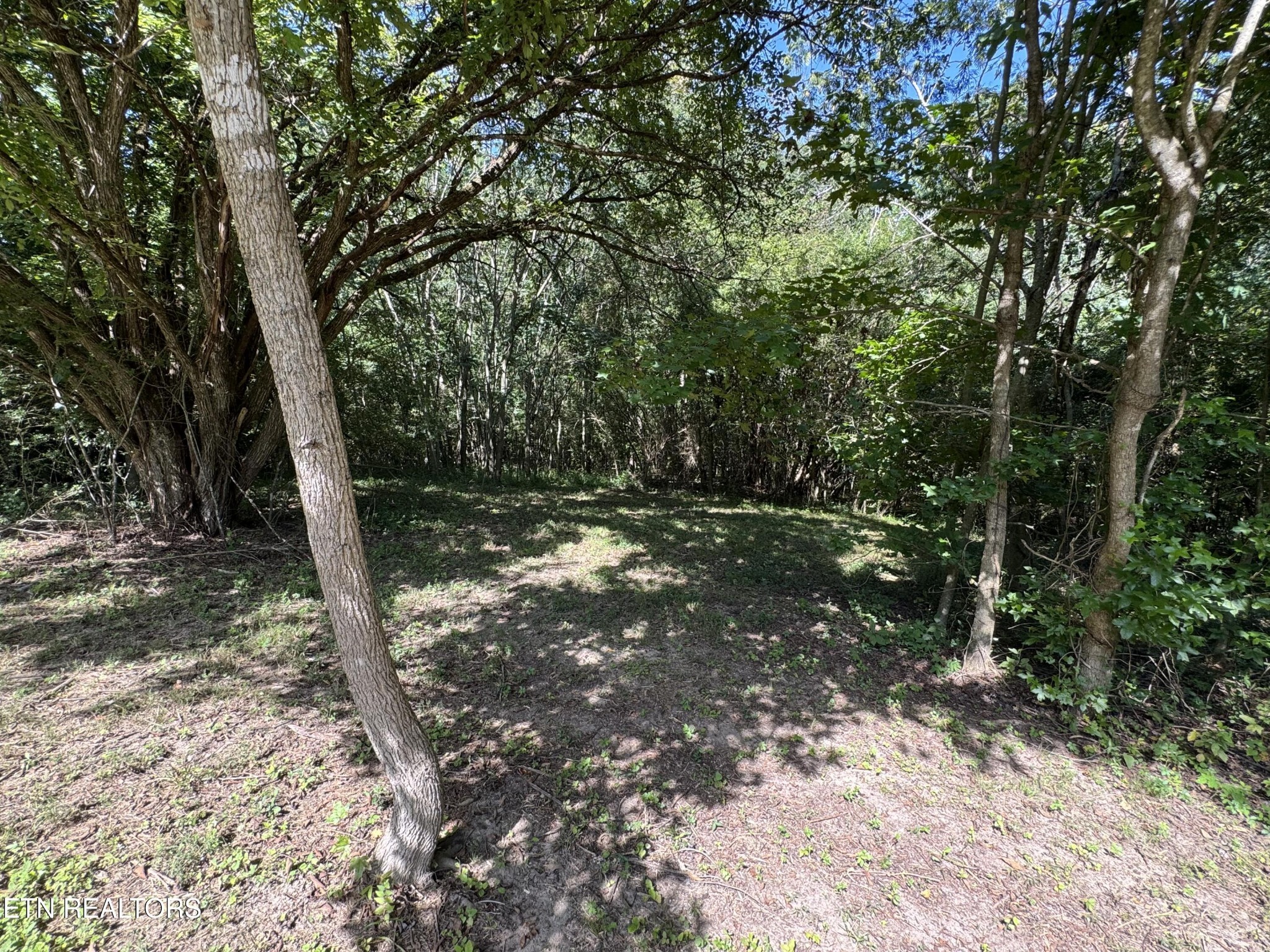 1703 River Road Decatur, TN 37322 - Photo 5 of 15 a view of a forest filled with trees