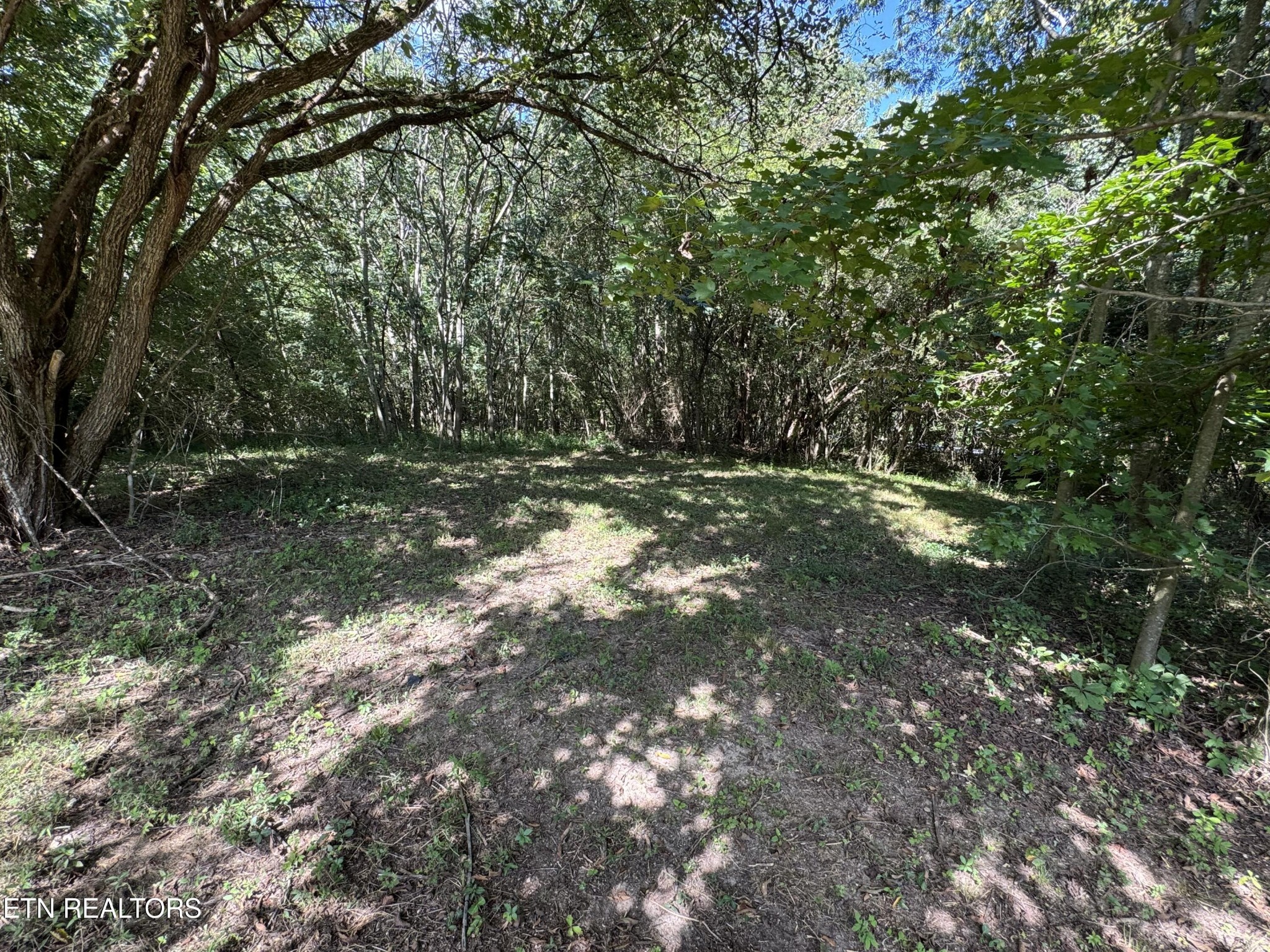 1703 River Road Decatur, TN 37322 - Photo 6 of 15 a view of a yard with a tree