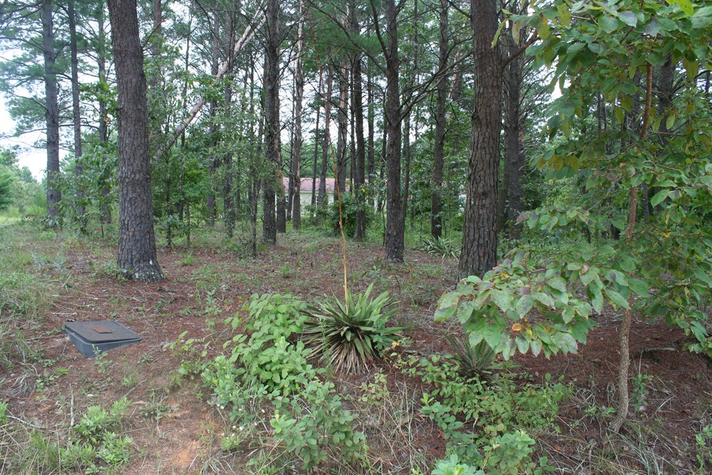 50 Simmons Road Mauk, GA 31058 - Photo 35 of 35 a view of a garden with trees