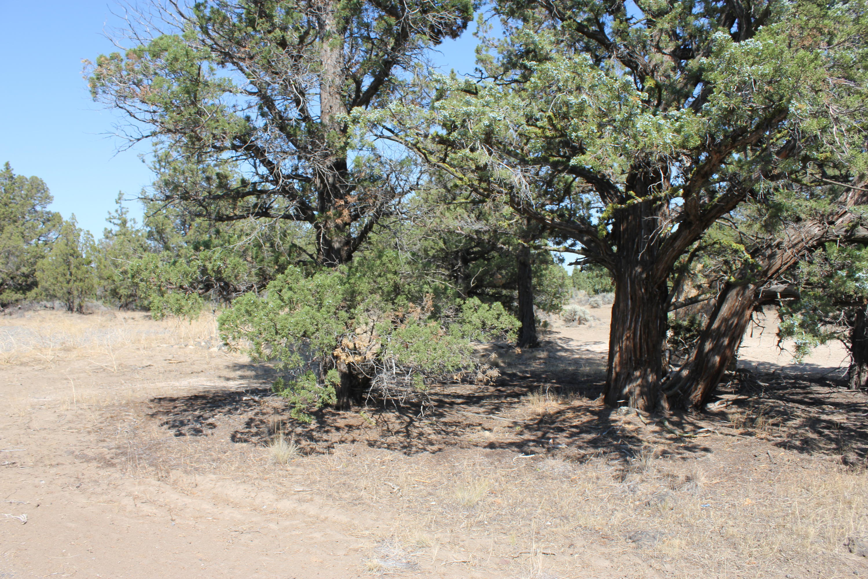 20914 Southwest Gift Road Bend, OR 97703 - Photo 9 of 19 a view of a tree with a yard