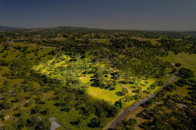 a close up of a tree