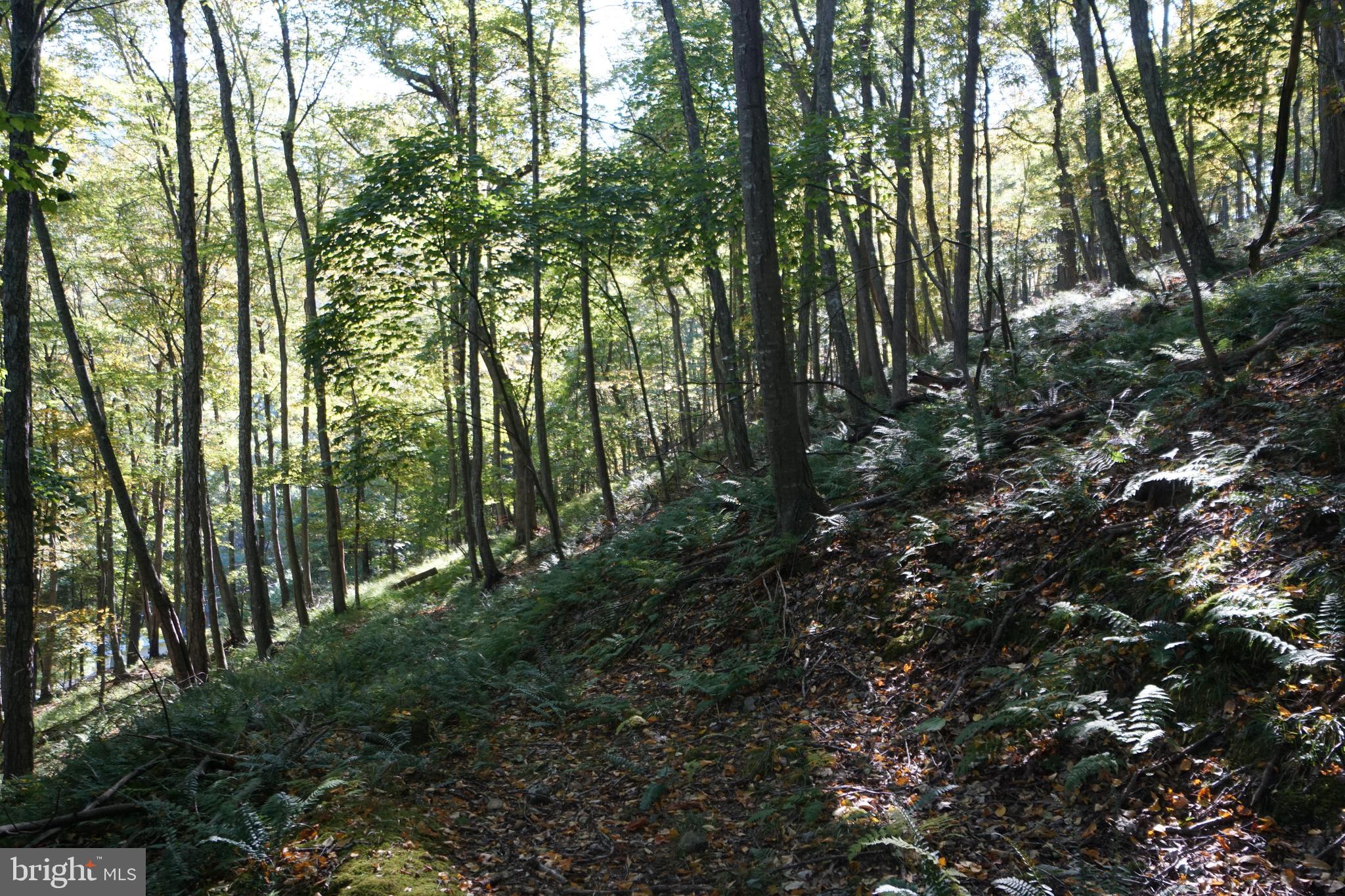 1453 Dry Run Road Franklin, WV 26807 - Photo 56 of 59