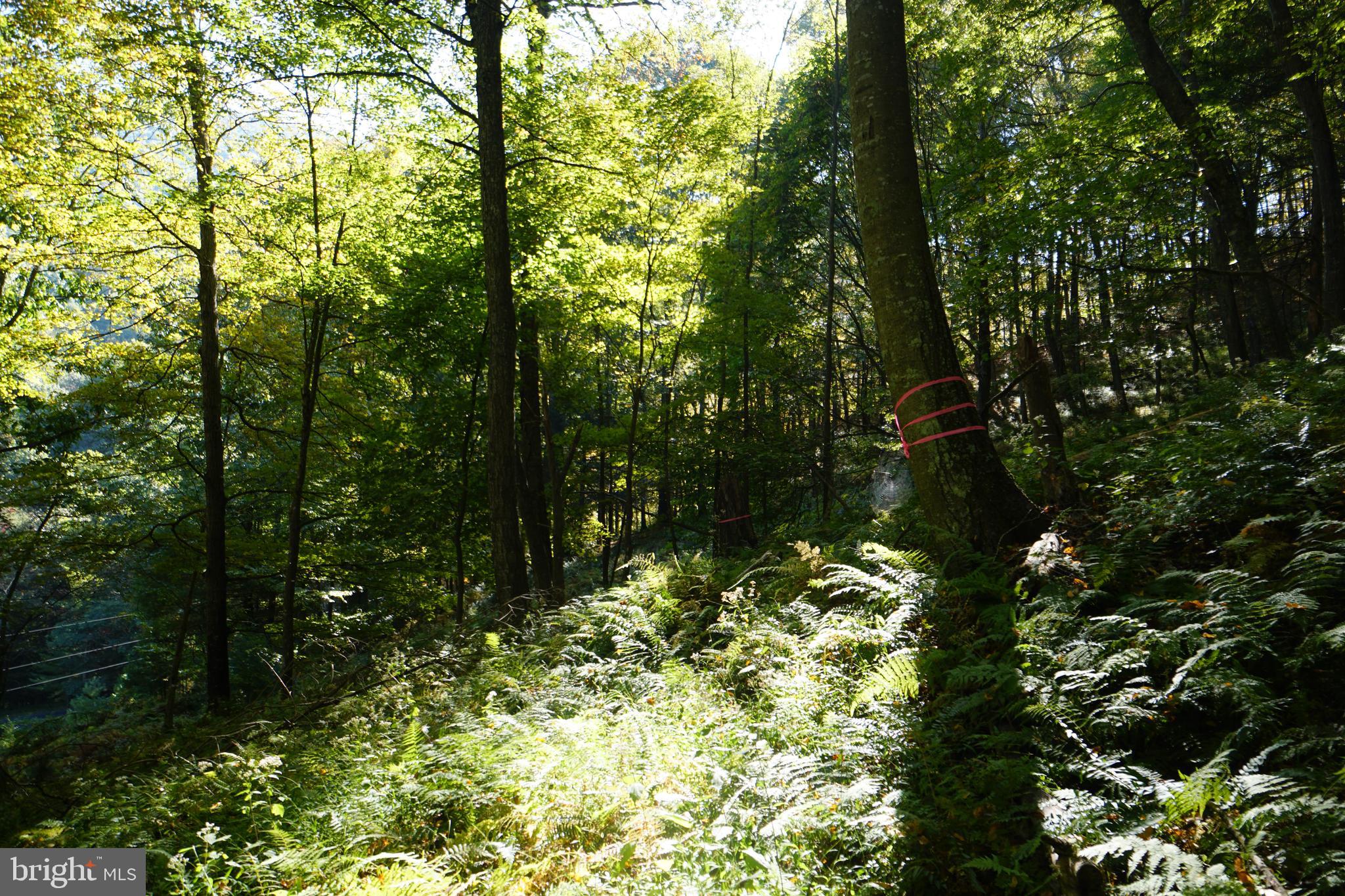 1453 Dry Run Road Franklin, WV 26807 - Photo 58 of 59