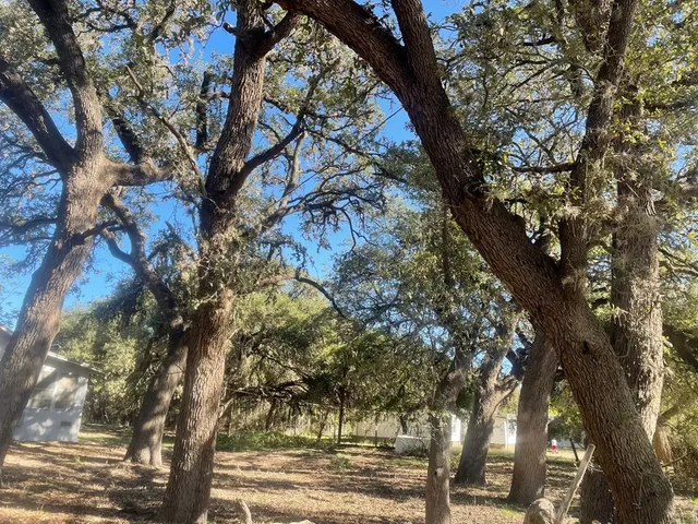 a view of a yard with plants and trees