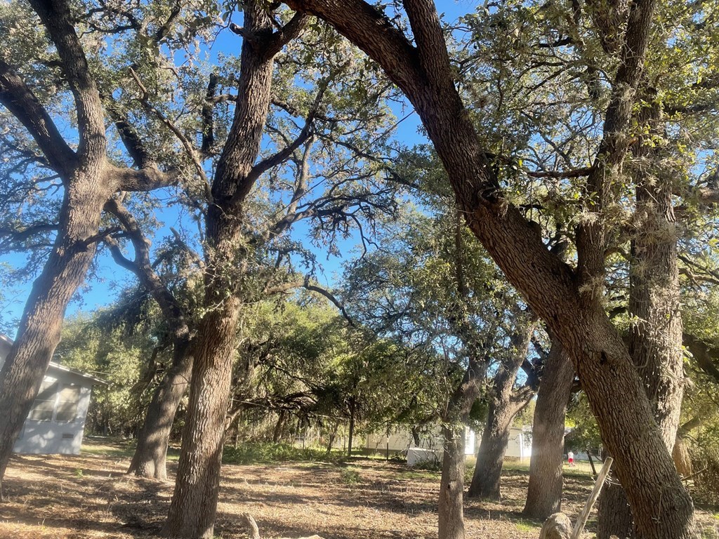 0 Dry Creek Road Barksdale, TX 78828 - Photo 6 of 8 a view of a yard with plants and trees