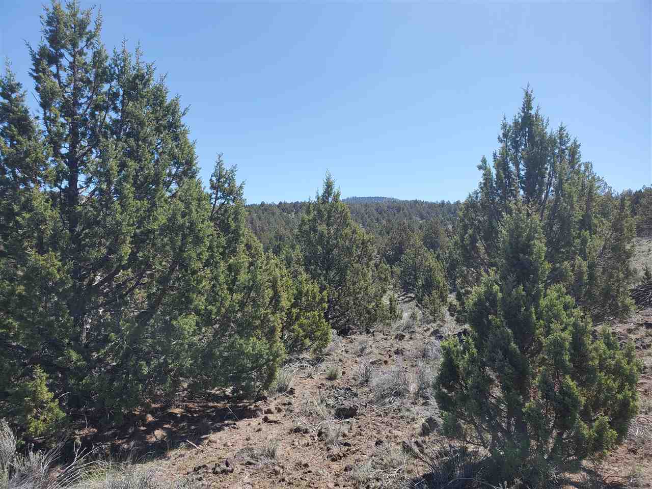 Off Homeland Rd Off Homeland Road Macdoel, CA 96058 - Photo 5 of 24 Gallery Image 5