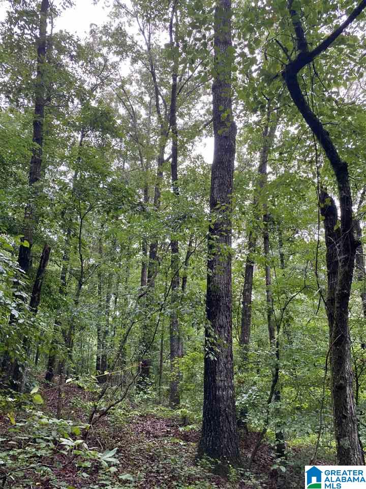 0 County Road 51 Graham, AL 36263 - Photo 4 of 7