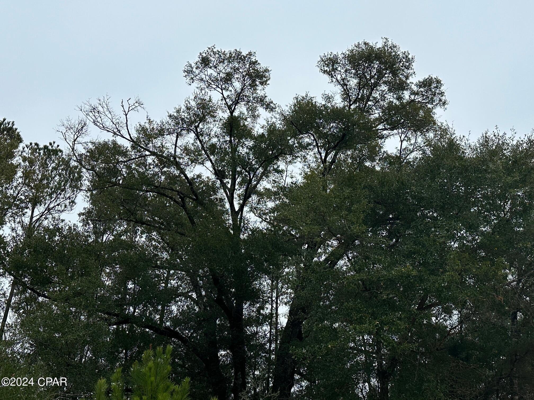 6418 North Mattox Springs Road, Unit 1 Caryville, FL 32427 - Photo 3 of 5