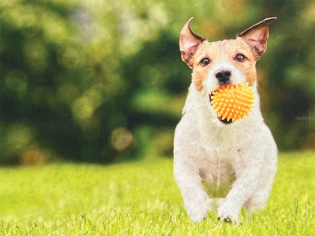 108 Coronado Road Flagler Beach, FL 32136 - Photo 4 of 14 a view of a swimming pool
