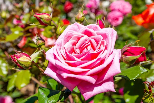 an aerial view of a house with a garden and lake view