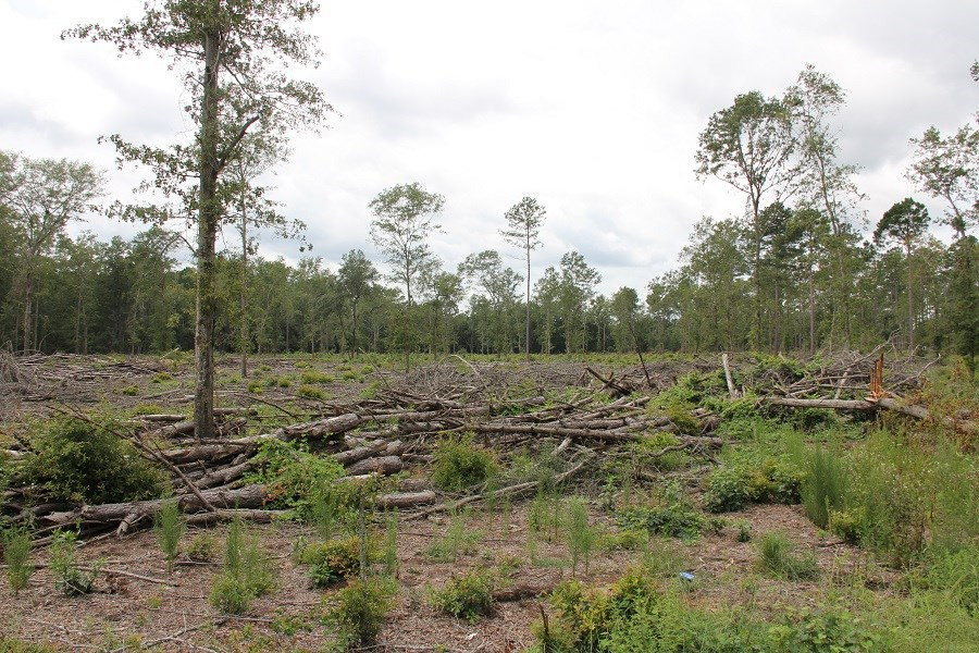 Limestone Road Orangeburg, SC 29118 - Photo 3 of 6 Photo 3