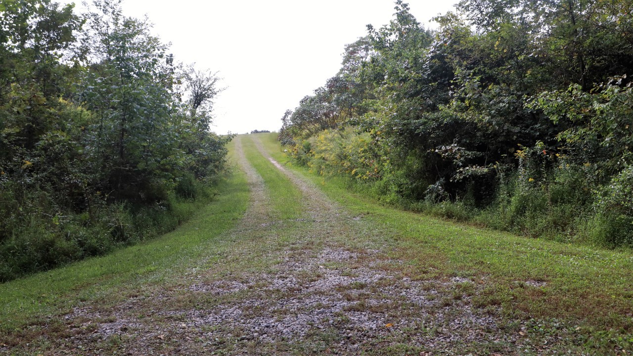 822 Clearview Road Cottontown, TN 37048 - Photo 5 of 6 a view of a lush green forest with large trees