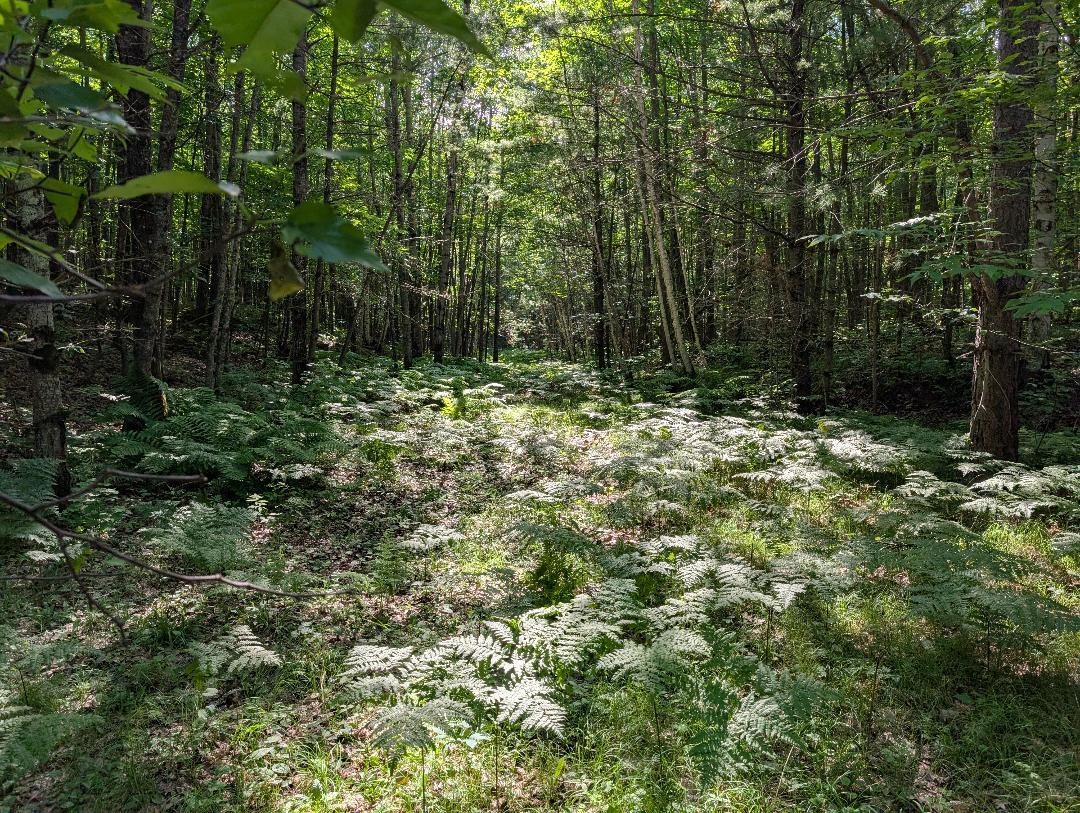0 Randysek Road Cable, WI 54821 - Photo 11 of 26 View of wooded area
