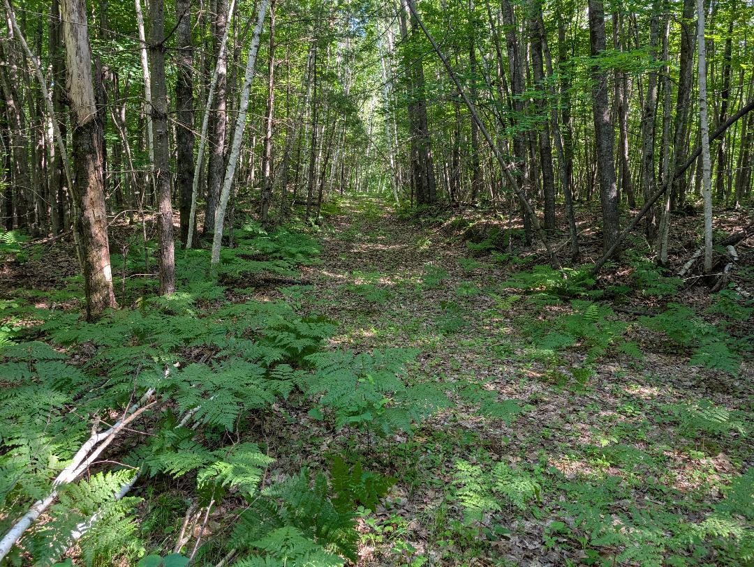 0 Randysek Road Cable, WI 54821 - Photo 12 of 26 View of wooded area