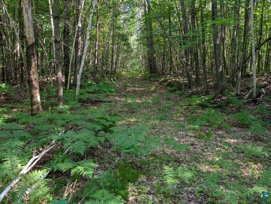0 Randysek Road Cable, WI 54821 - Photo 12 of 26 View of wooded area