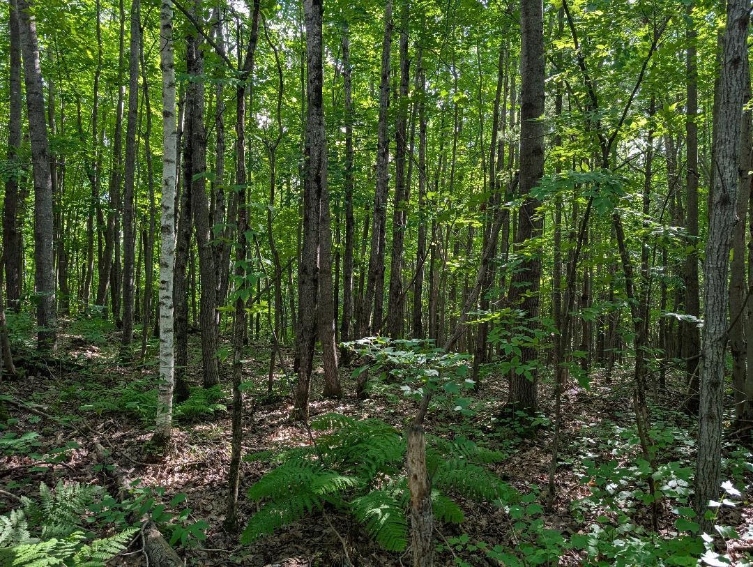 0 Randysek Road Cable, WI 54821 - Photo 13 of 26 View of woods