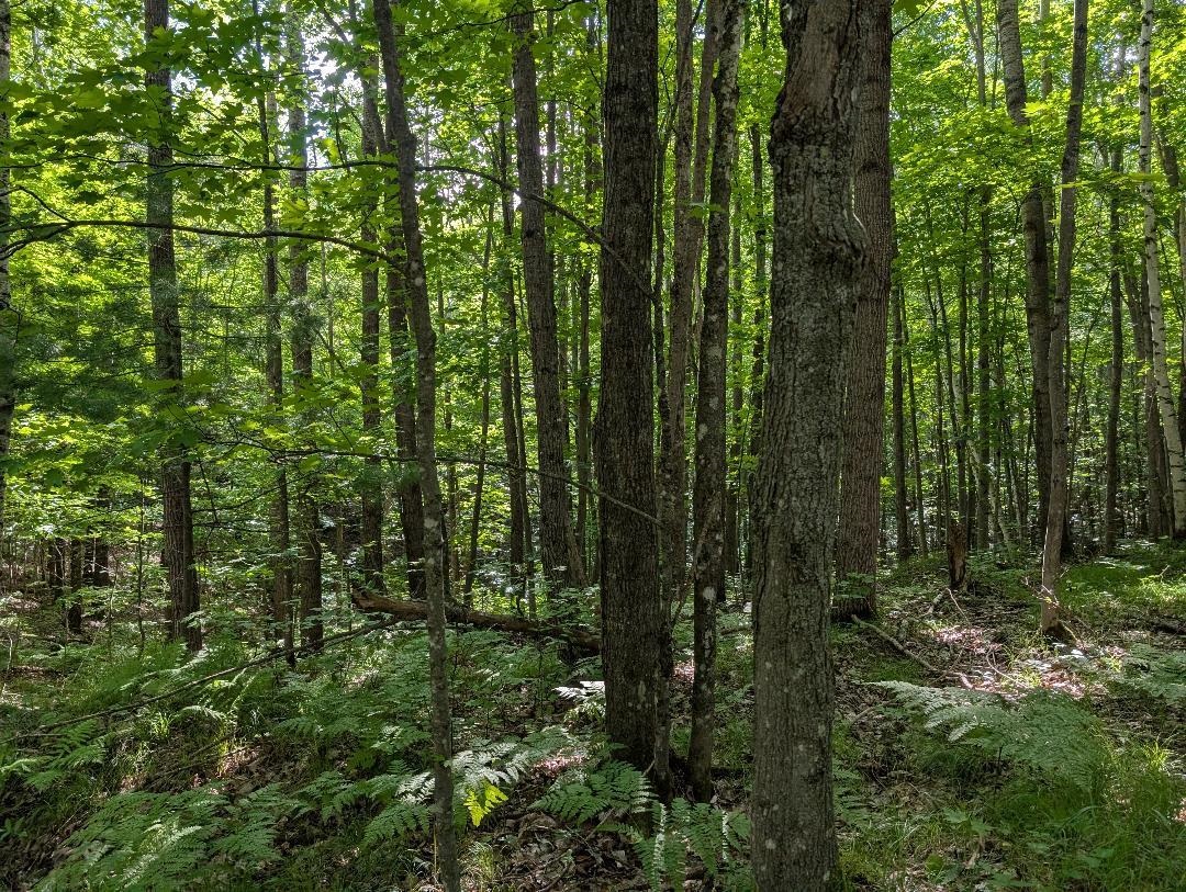 0 Randysek Road Cable, WI 54821 - Photo 14 of 26 View of wooded area
