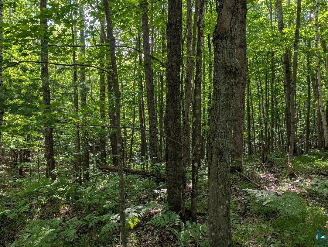 0 Randysek Road Cable, WI 54821 - Photo 14 of 26 View of wooded area