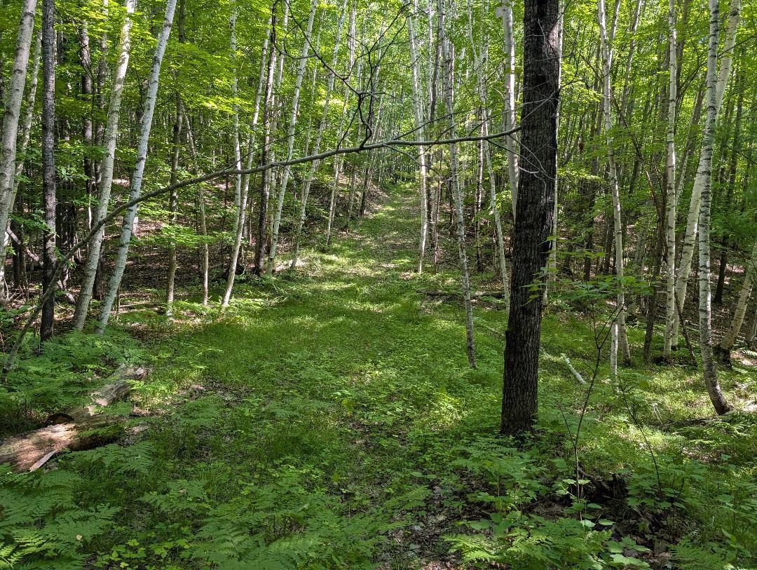 0 Randysek Road Cable, WI 54821 - Photo 15 of 26 View of woods