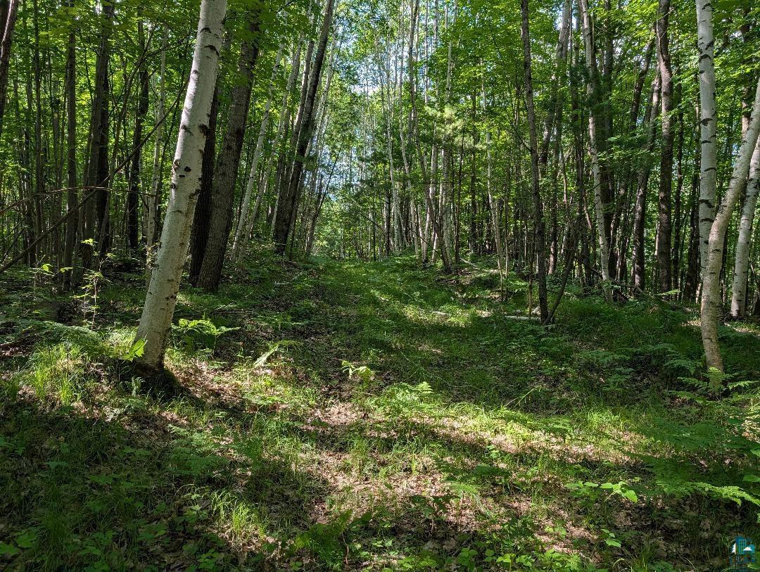 0 Randysek Road Cable, WI 54821 - Photo 16 of 26 View of woods