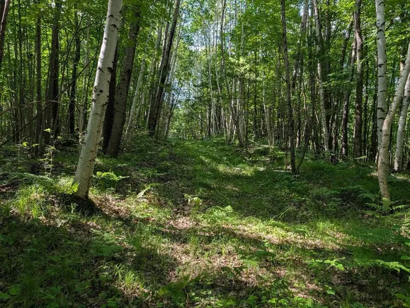 $200,000 | 0 Randysek Road, Cable, WI 54821