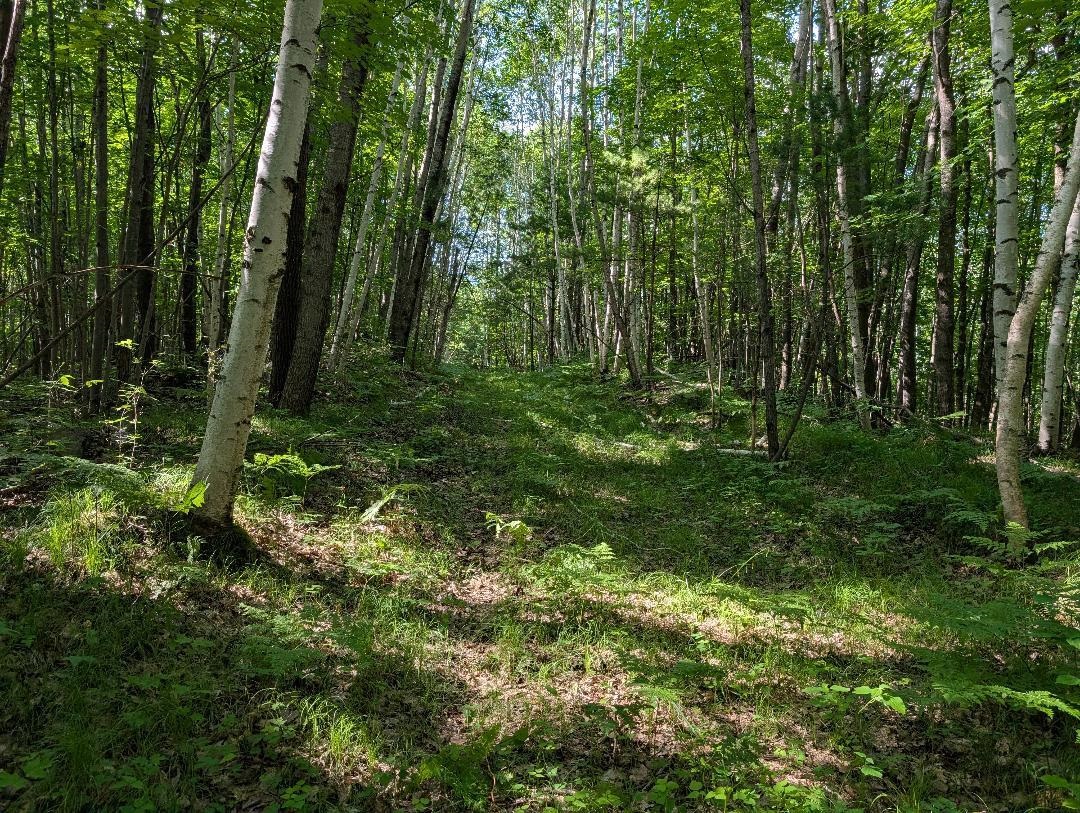 0 Randysek Road Cable, WI 54821 - Photo 16 of 26 View of woods