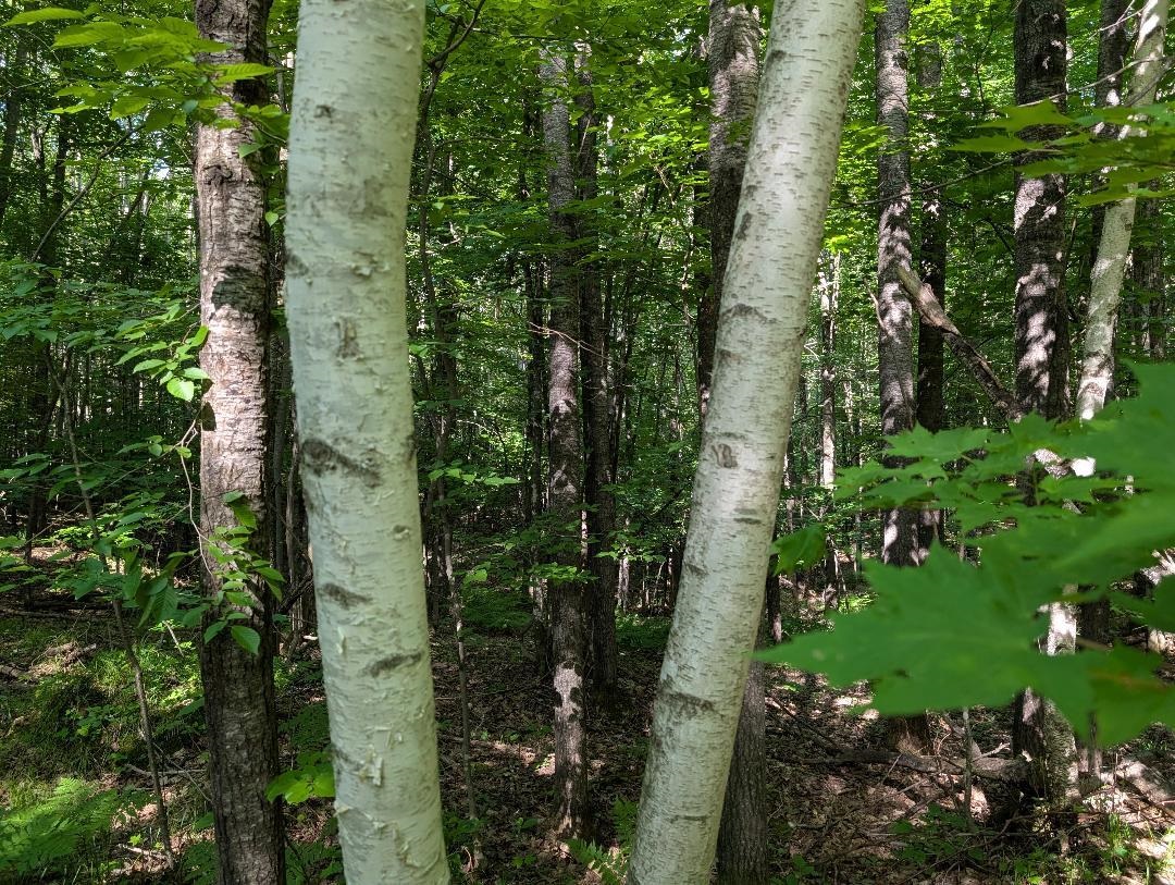 0 Randysek Road Cable, WI 54821 - Photo 17 of 26 View of woods