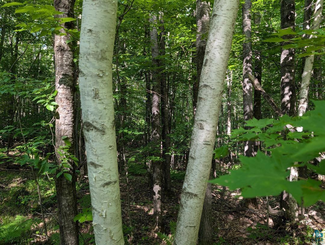 0 Randysek Road Cable, WI 54821 - Photo 17 of 26 View of woods