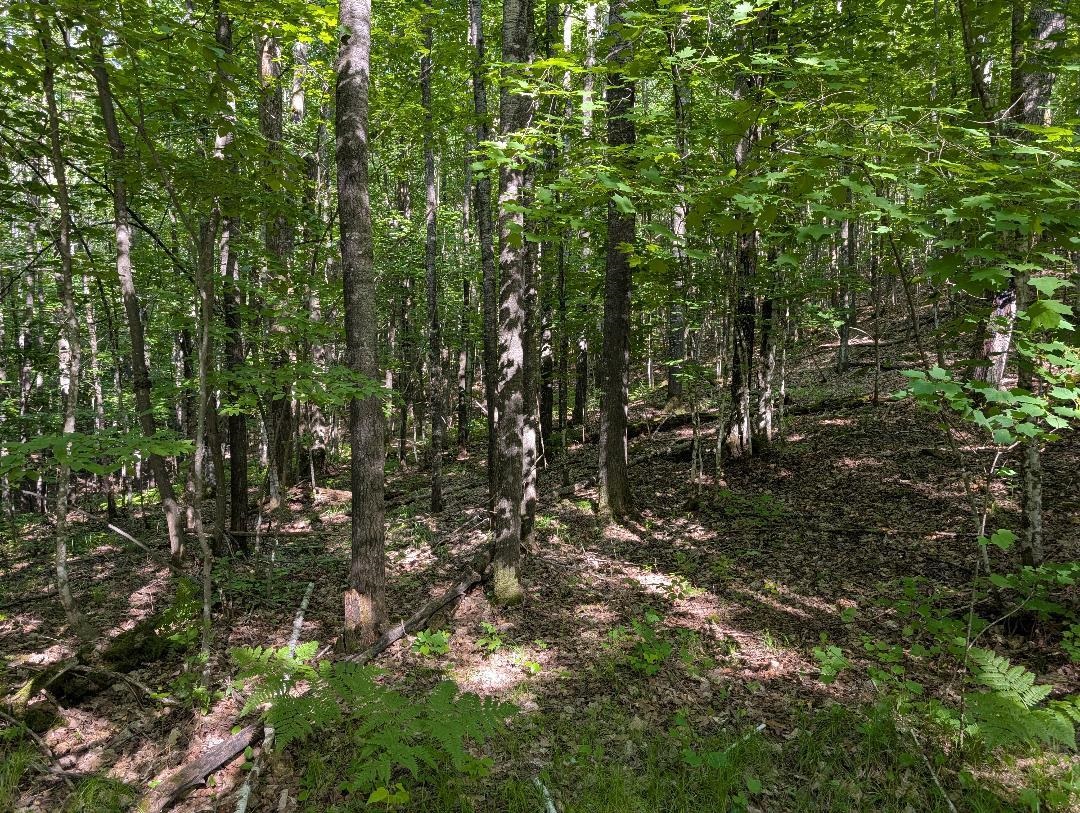 0 Randysek Road Cable, WI 54821 - Photo 18 of 26 View of woods