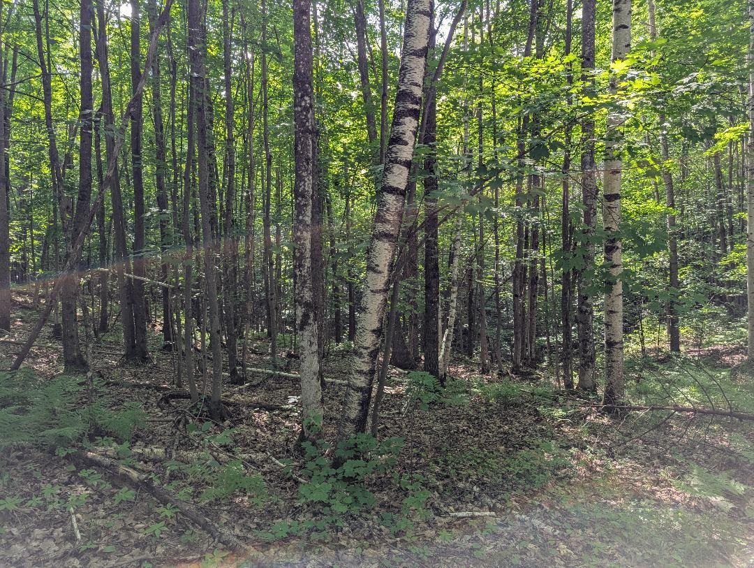 0 Randysek Road Cable, WI 54821 - Photo 19 of 26 View of tree filled area