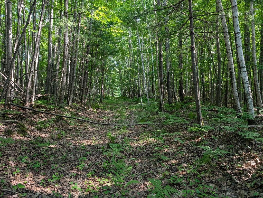 0 Randysek Road Cable, WI 54821 - Photo 21 of 26 View of tree filled area