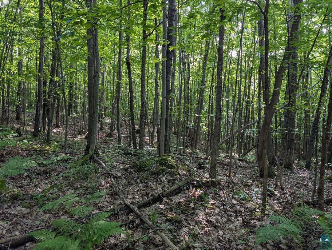 0 Randysek Road Cable, WI 54821 - Photo 22 of 26 View of tree filled area