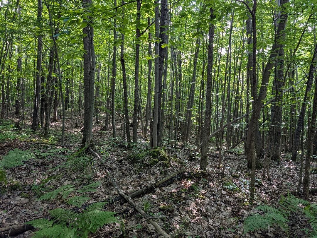 0 Randysek Road Cable, WI 54821 - Photo 22 of 26 View of tree filled area