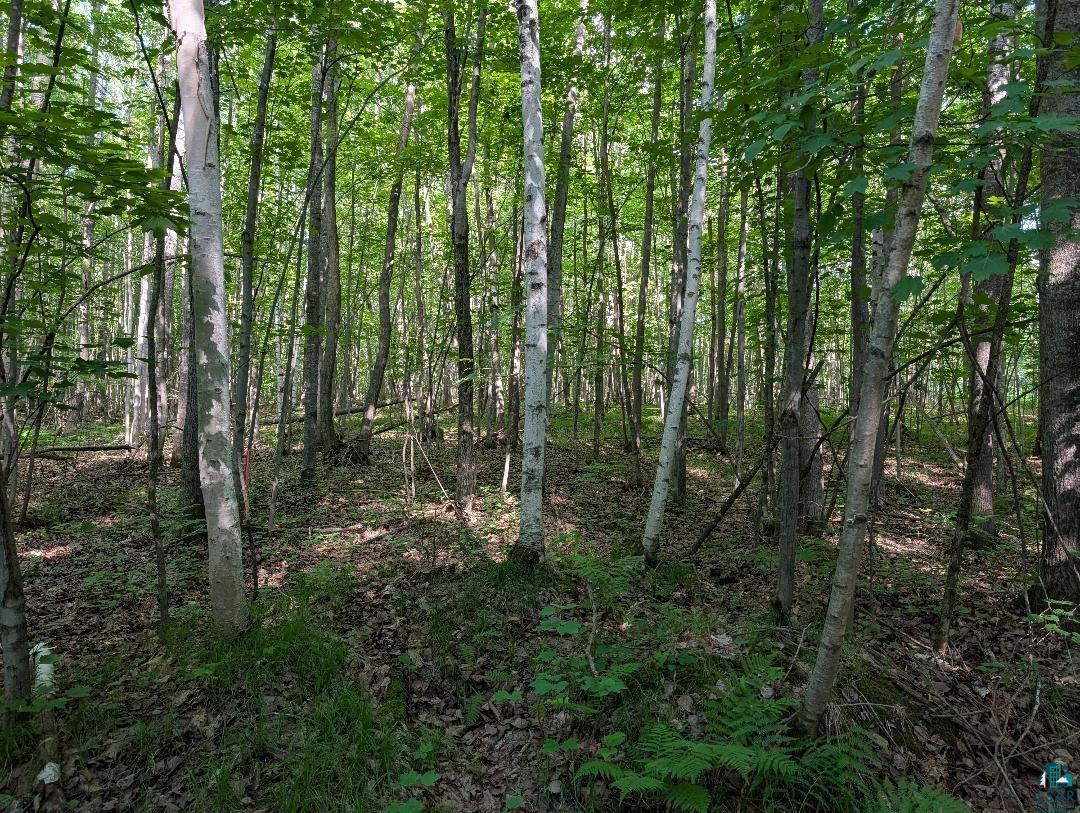 0 Randysek Road Cable, WI 54821 - Photo 23 of 26 View of woods