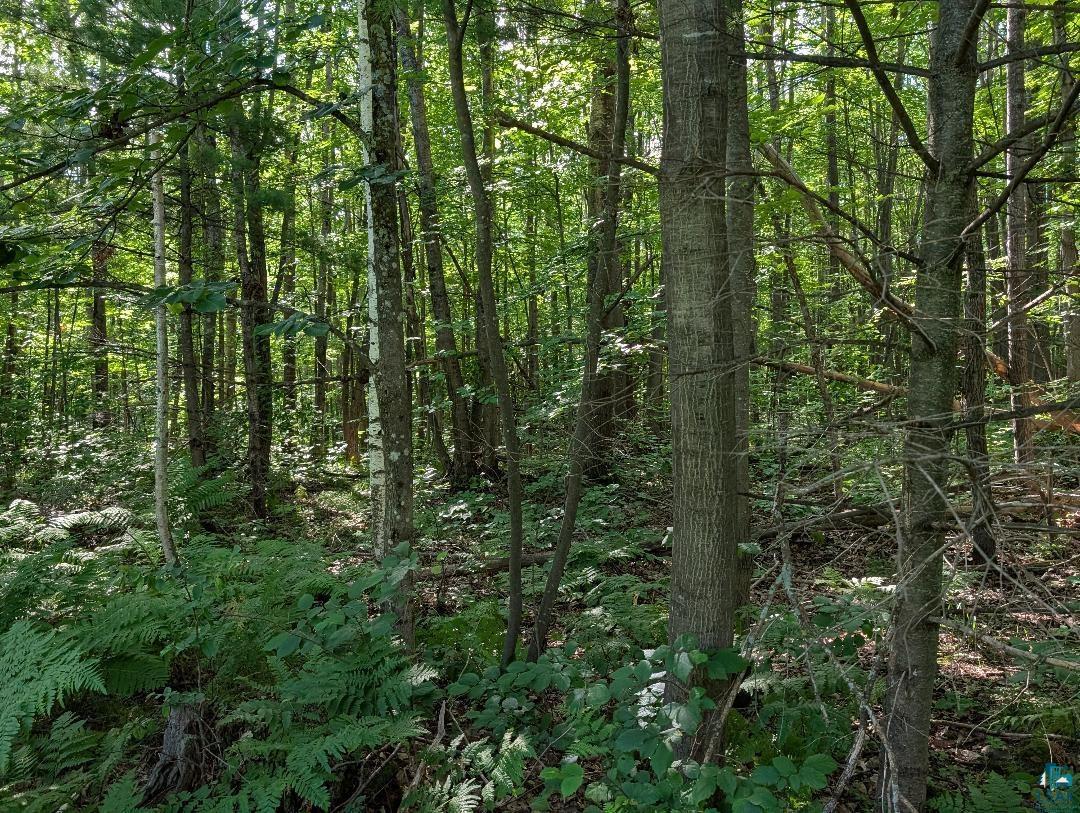 0 Randysek Road Cable, WI 54821 - Photo 25 of 26 View of wooded area