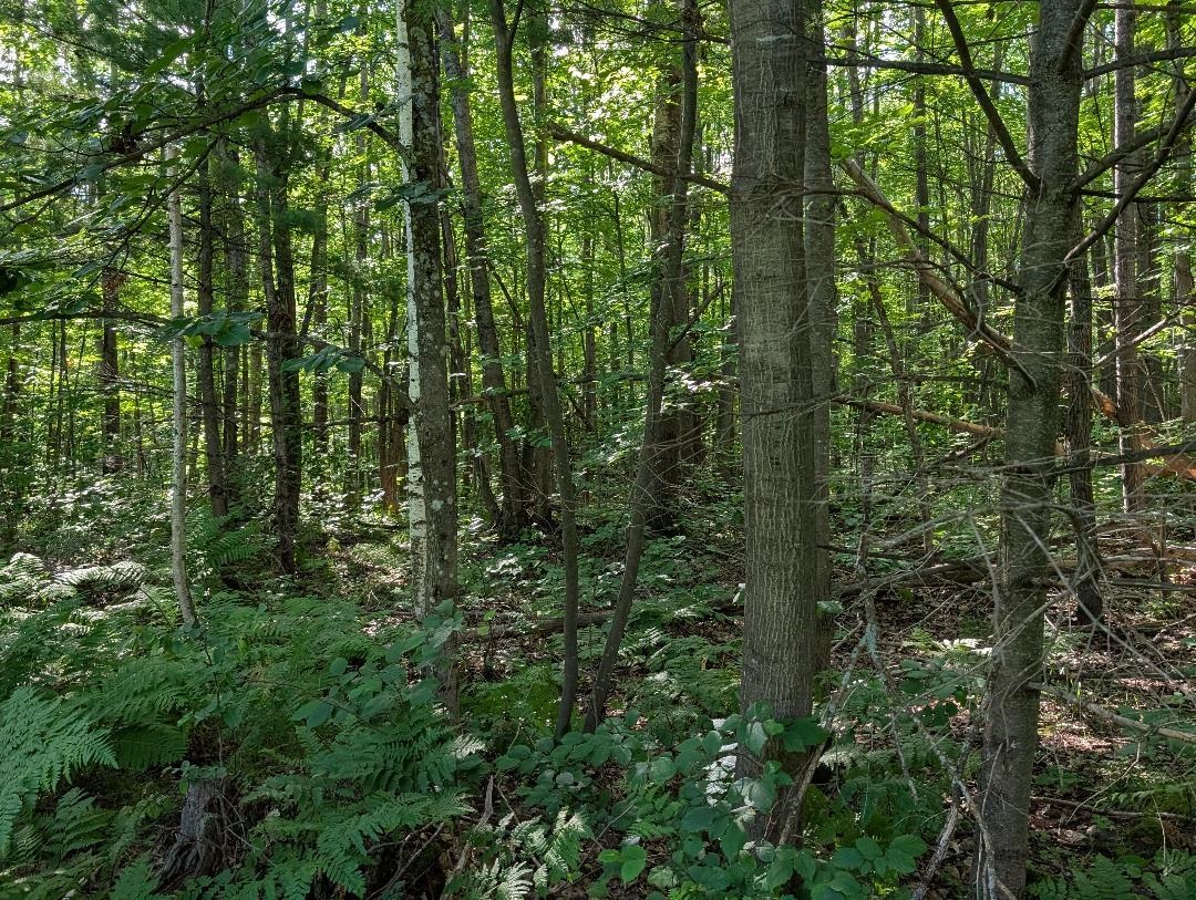 0 Randysek Road Cable, WI 54821 - Photo 25 of 26 View of wooded area