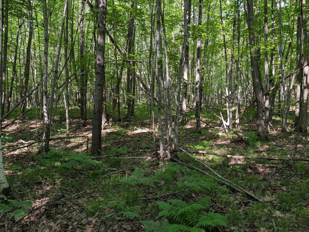 0 Randysek Road Cable, WI 54821 - Photo 26 of 26 View of tree filled area