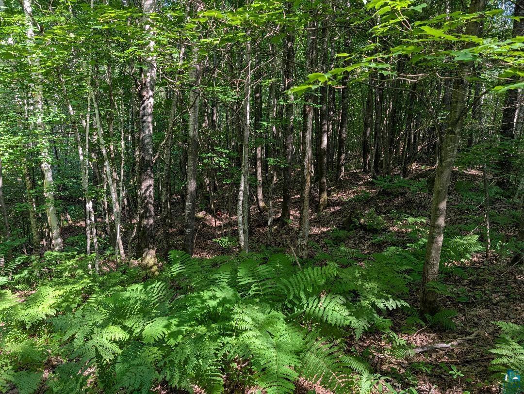 0 Randysek Road Cable, WI 54821 - Photo 5 of 26 View of undeveloped land