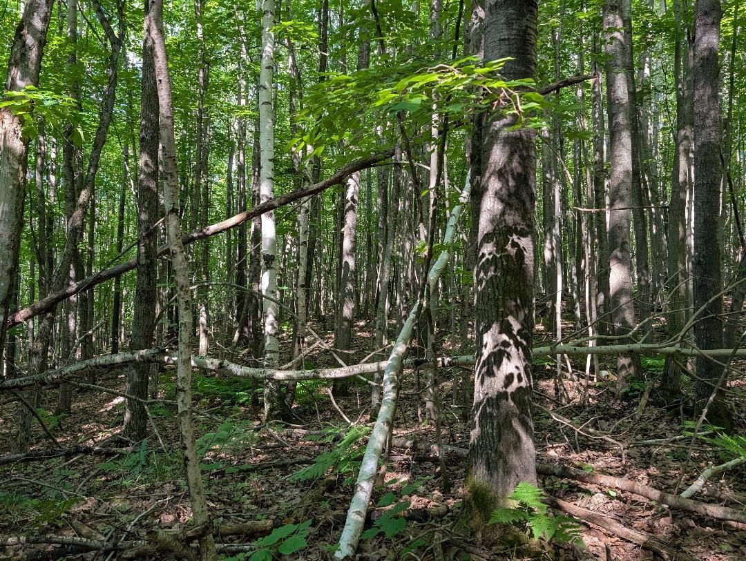 0 Randysek Road Cable, WI 54821 - Photo 6 of 26 View of wooded area