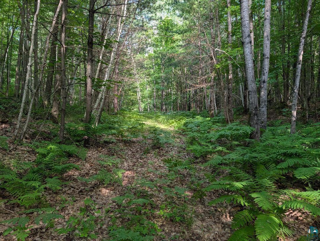 0 Randysek Road Cable, WI 54821 - Photo 7 of 26 View of wooded area