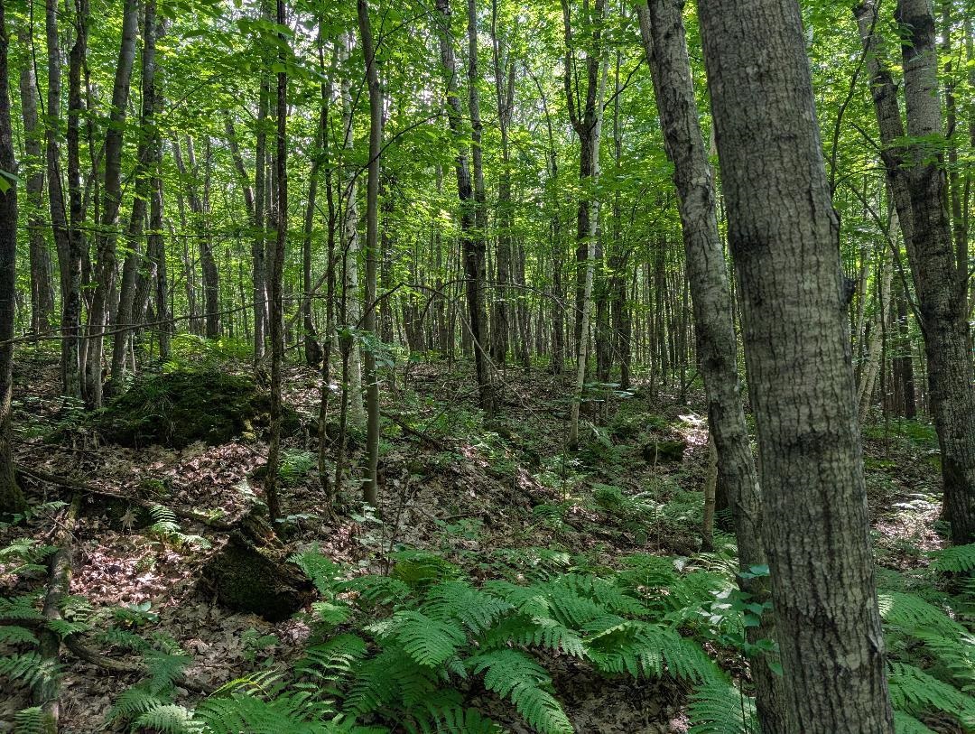 0 Randysek Road Cable, WI 54821 - Photo 9 of 26 View of wooded area